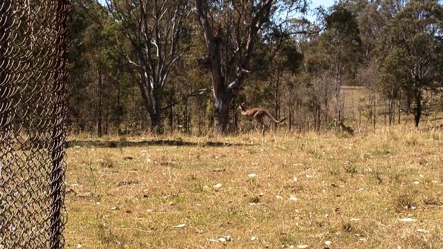 Kangaroo at South Grafton