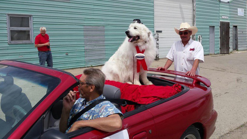 Duke the mayor rides a car