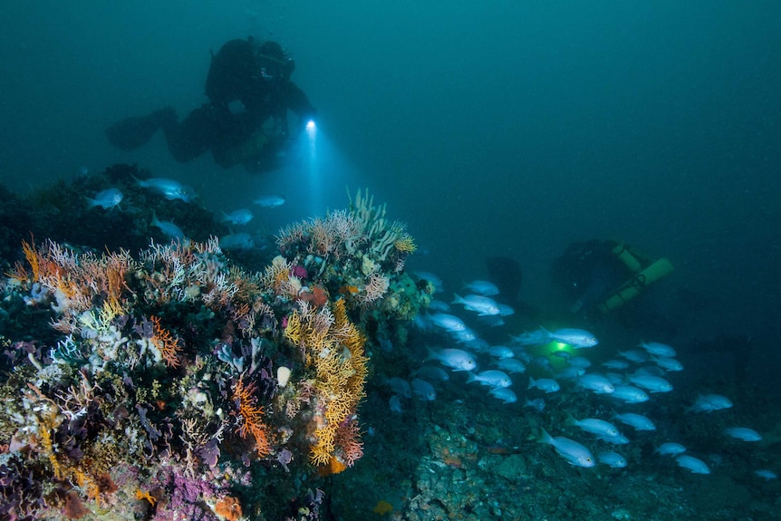 A diver near one of the drowned Apostles