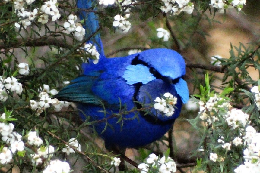 A bright blue Splendid Fairy Wren bird amongst a white flowery shrub.