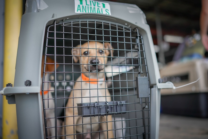 A puppy sitting in a cage in a plane cargo area. 