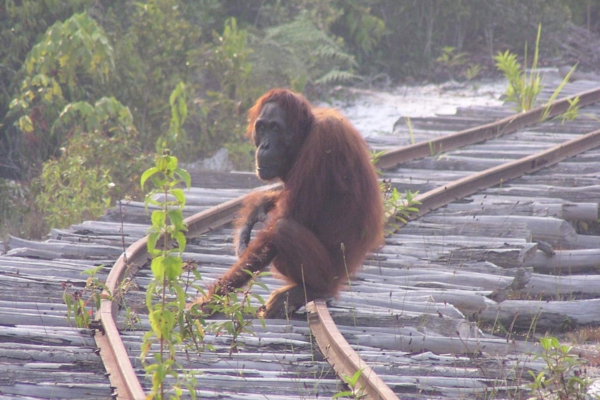 A Bornean female orangutan sits on a railway line