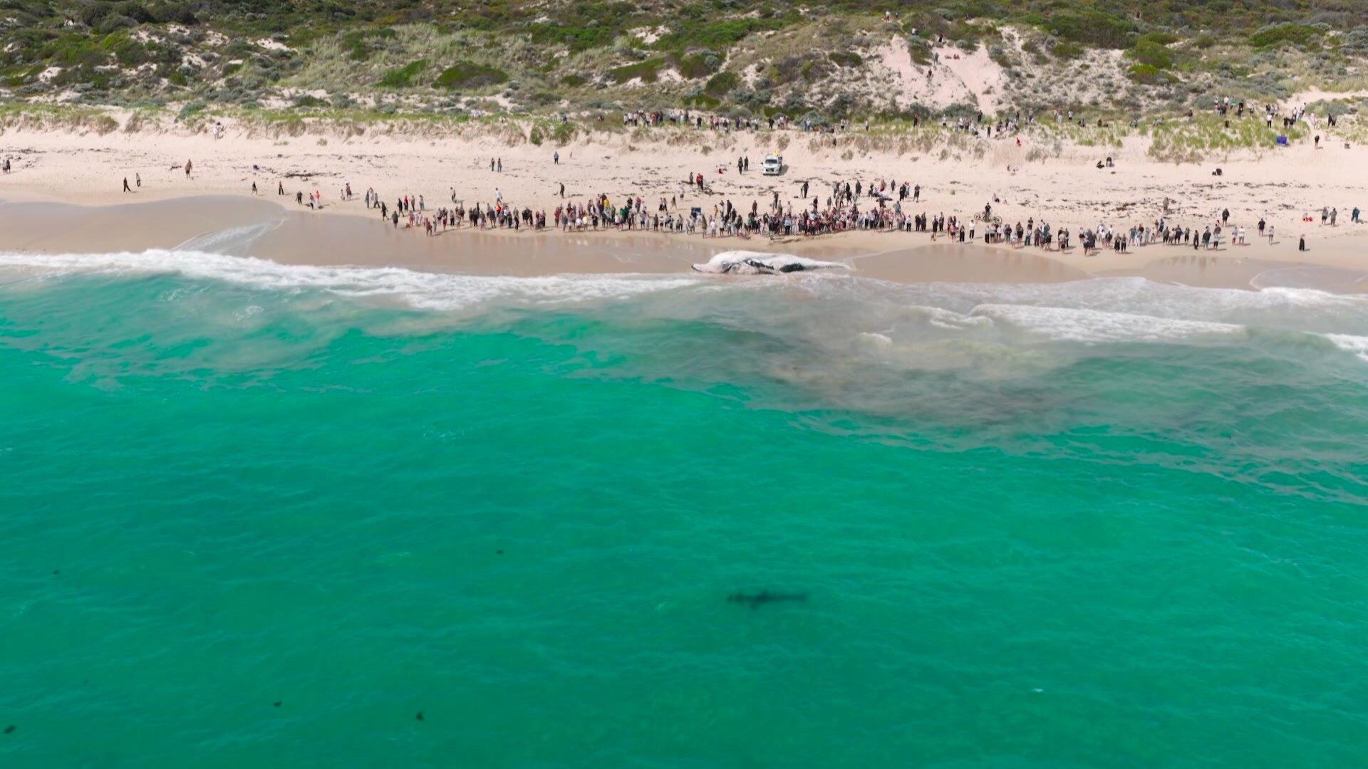 Wildlife photographer Tom Kavanagh captured this drone footage of ...
