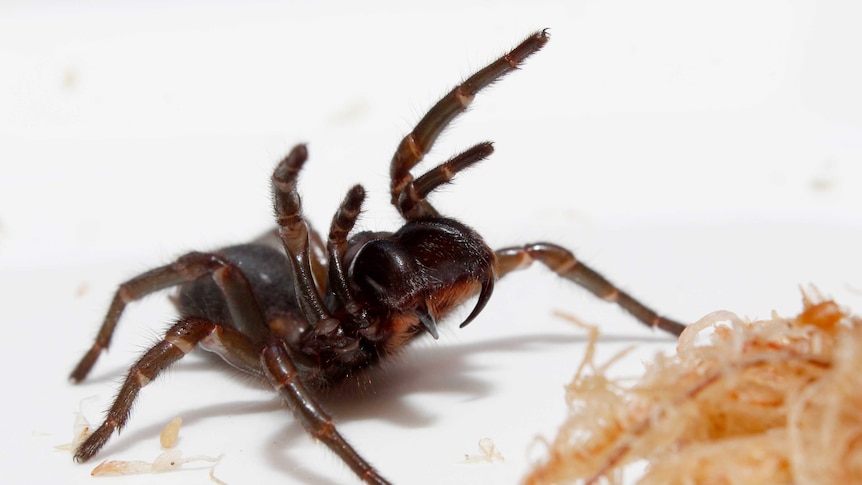 The funnel web spider unique to north eastern Tasmania