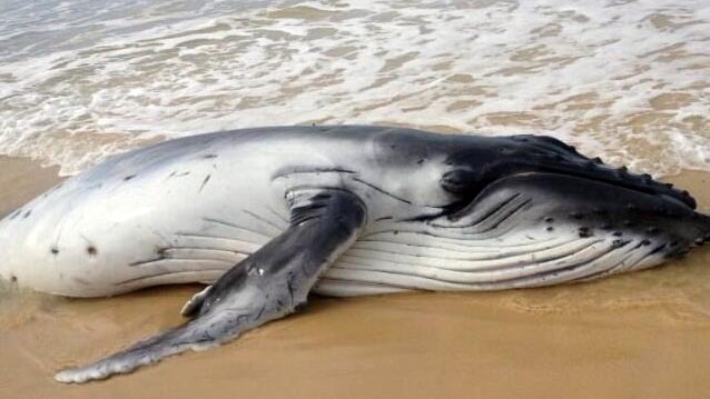A humpback whale calf lies on a beach on Fraser Island.