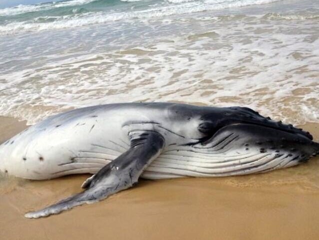 A humpback whale calf lies on a beach on Fraser Island.