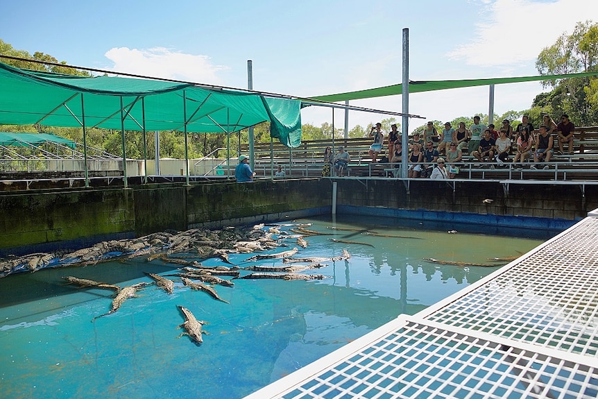 A pen full of crocodiles at Hartley's Crocodile farm