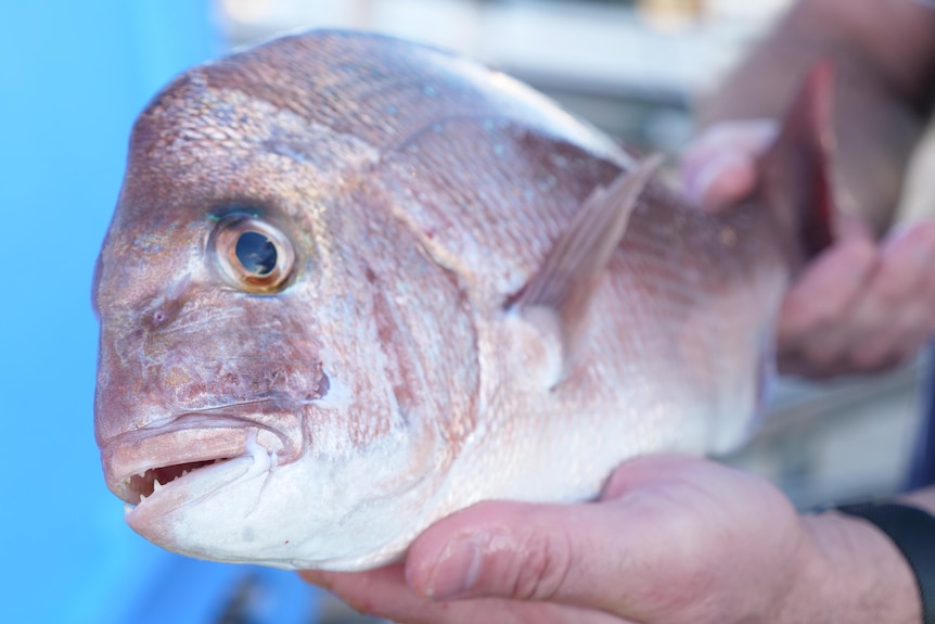 A fisherman holds a pink snapper.