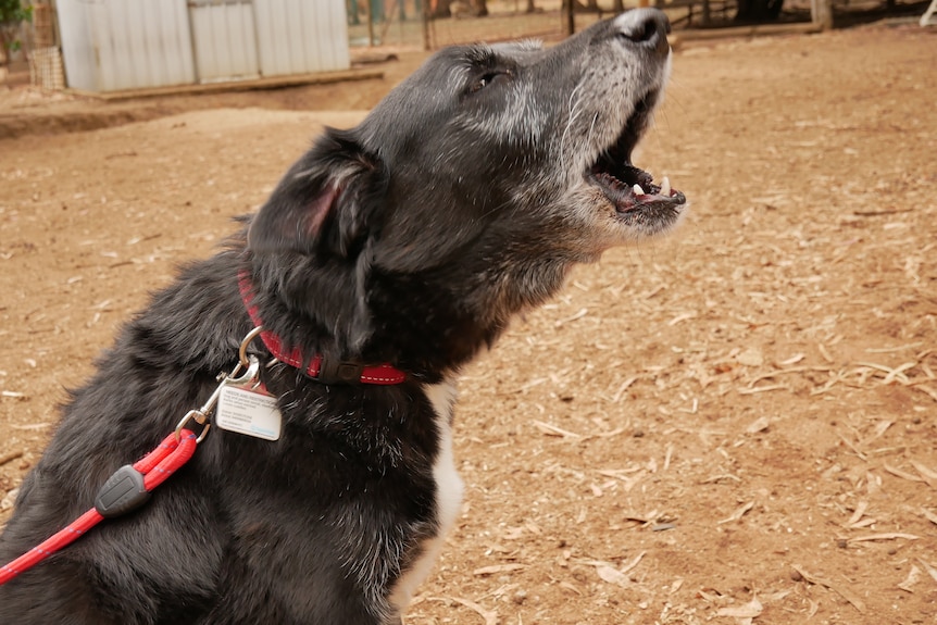 Black dog barking