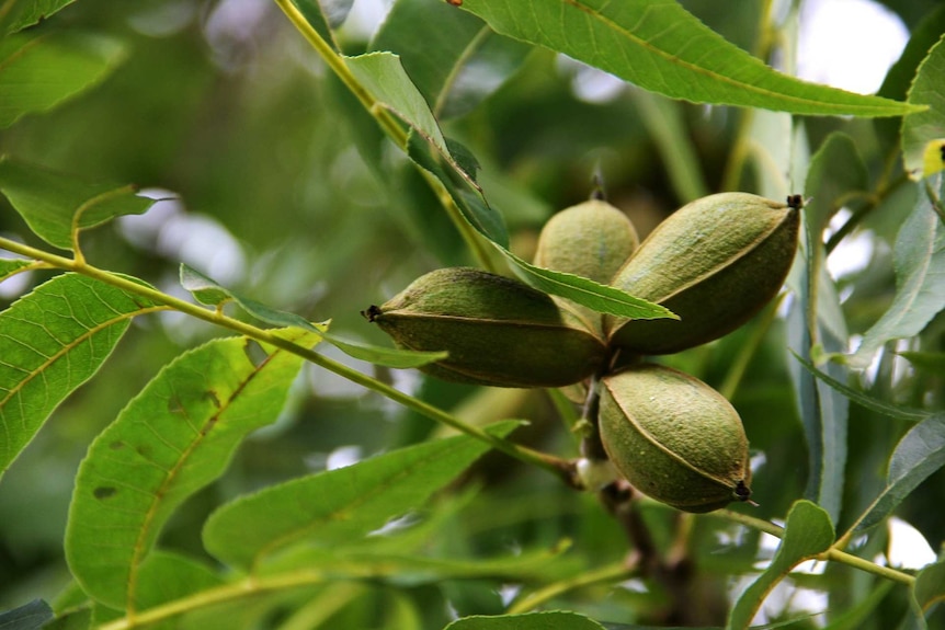 Pecans on a pecan tree