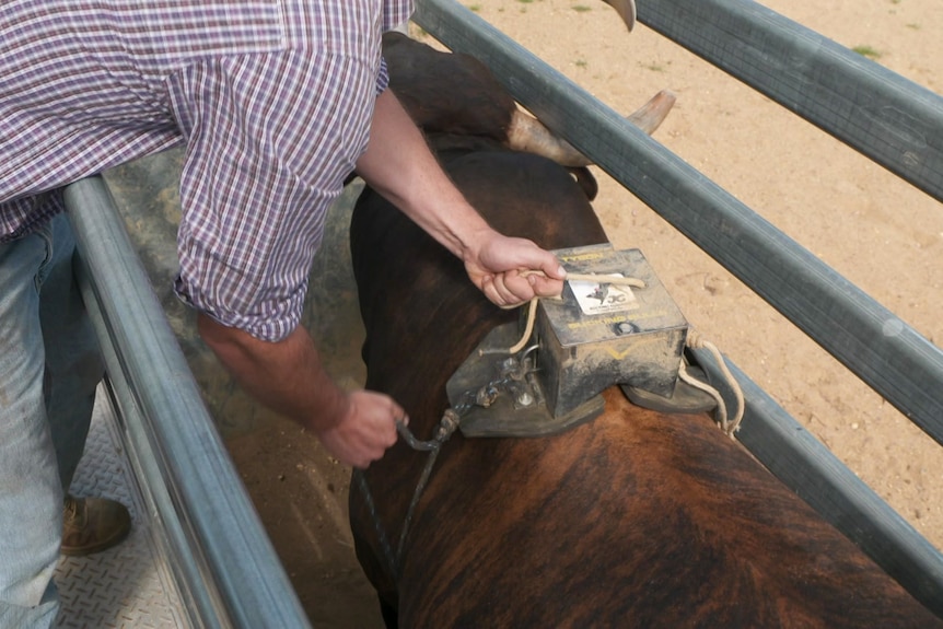 A man strapping a black weight to the back of a bull. 