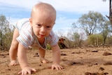 A close up of a baby crawling across dirt, with trees and a cow sitting in the distance.