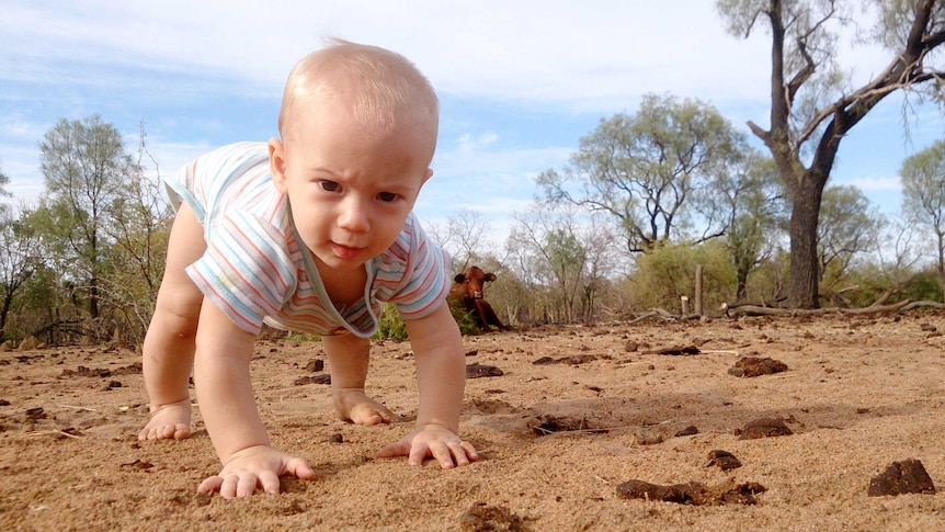 A close up of a baby crawling across dirt, with trees and a cow sitting in the distance.