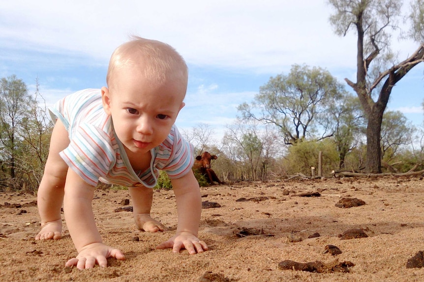 A close up of a baby crawling across dirt, with trees and a cow sitting in the distance.