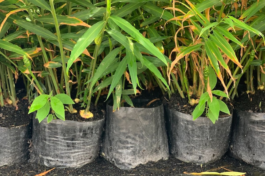 Young ginger plants in plastic bags in a row.