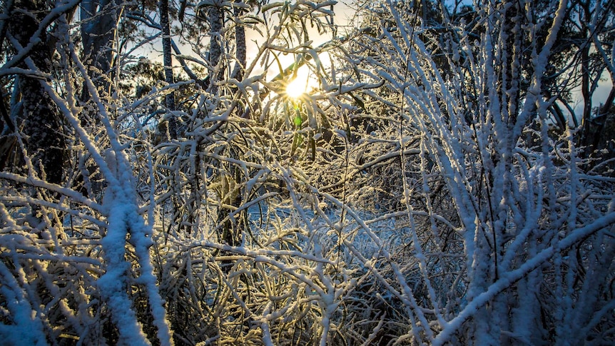 Sunlight peeks through snow-covered trees