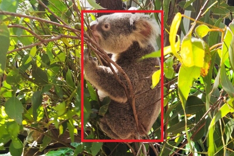 Koala sitting among eucalyptus branches in a tree. 