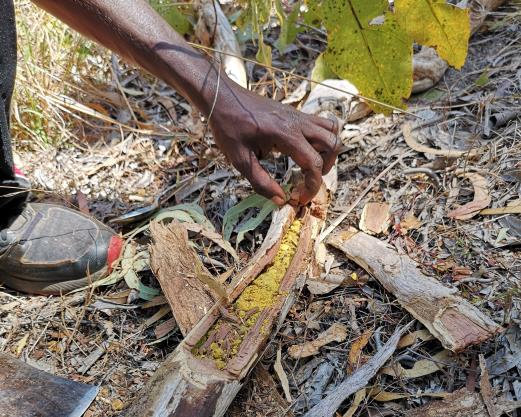 A photo of honey found inside bark.