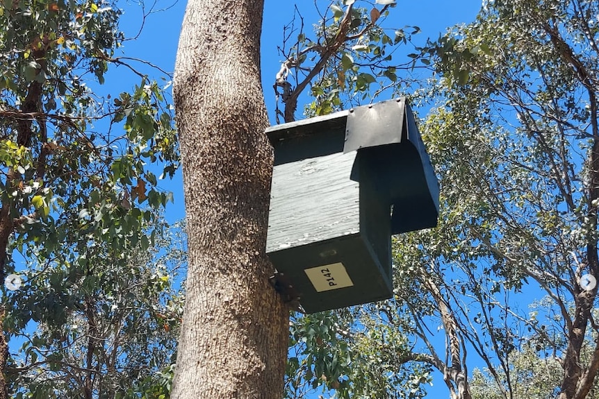 A box is attached to a tree high from the ground.
