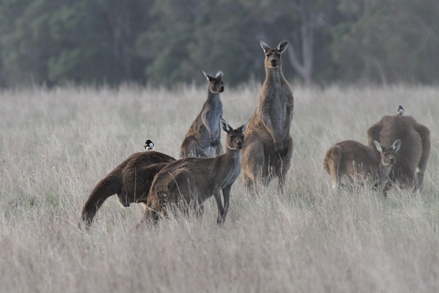 Kangaroos grazing in a paddock