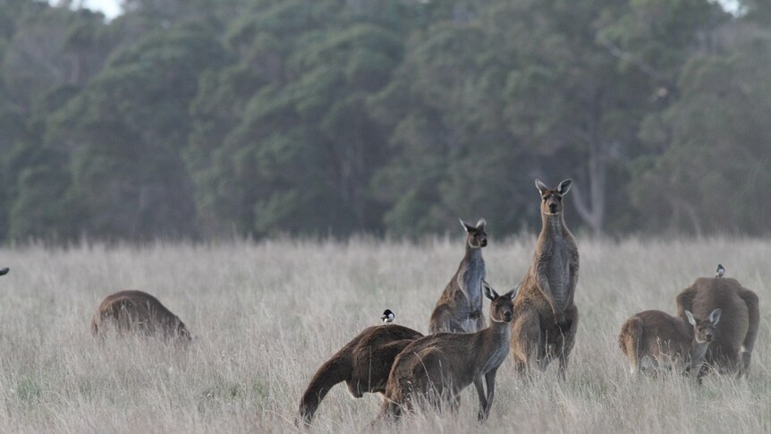 Kangaroos grazing in a paddock