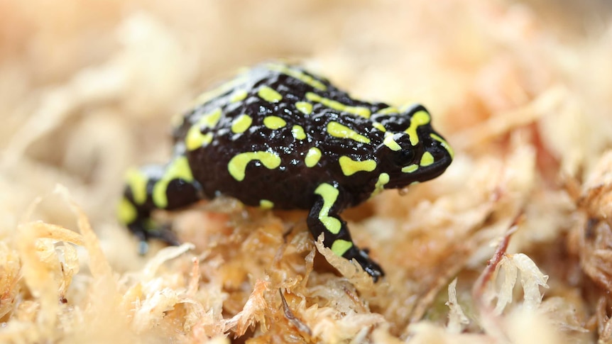 Close-up of northern corroboree frog.