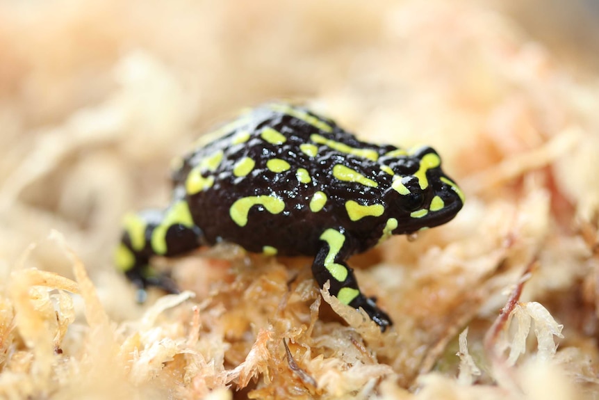 Close-up of northern corroboree frog.