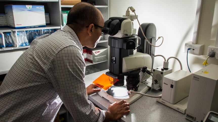 Dr Pradeep Tanwar looks through a microscope.