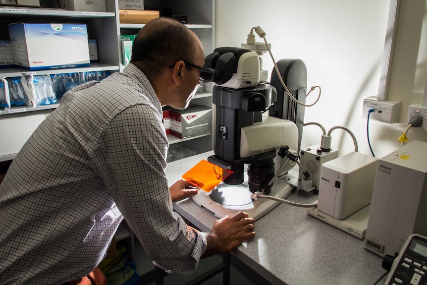 Dr Pradeep Tanwar looks through a microscope.