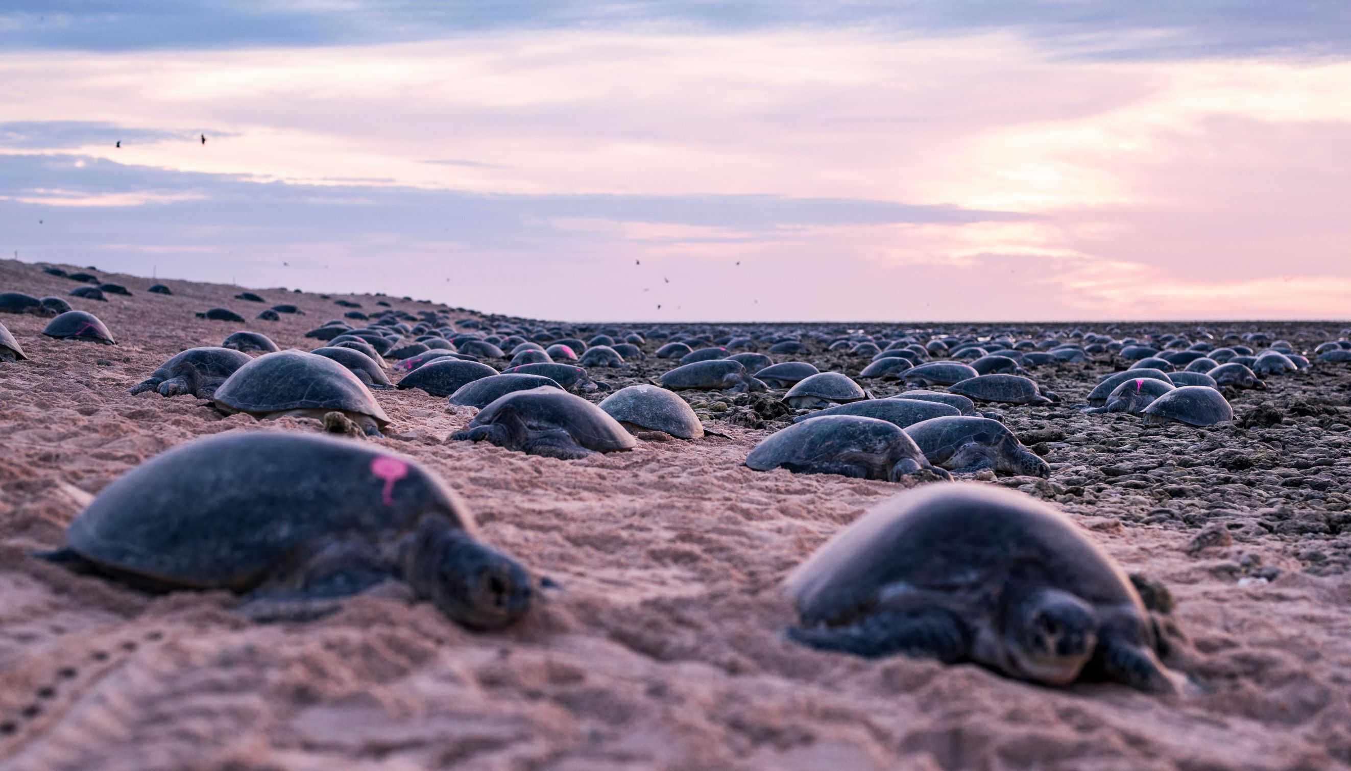 Green turtle rookery on Raine Island brought back from brink, but