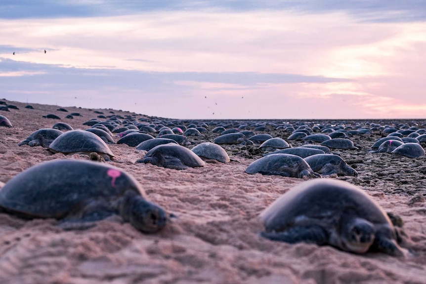 Hundreds of turtles on a beach
