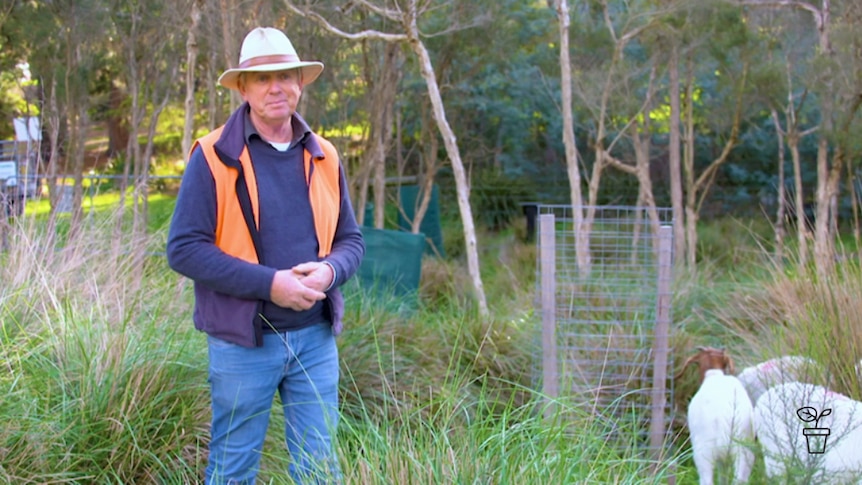 Man in hat outdoors with goats grazing next to him