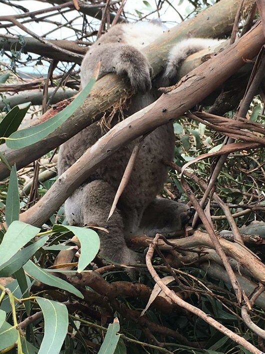 A dead koala hanging in a tree.
