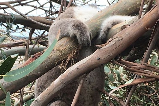 Koala deceased in a tree