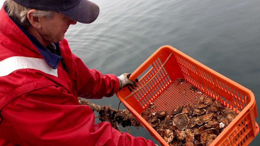 Fisheries Victoria aquaculture officer John Mercer inspects native angasi oysters.
