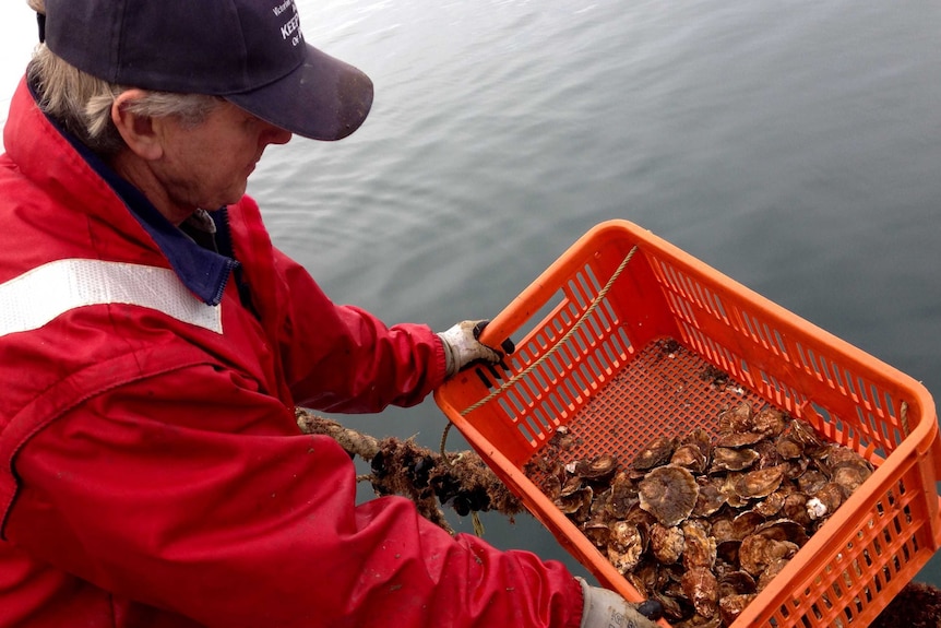 Fisheries Victoria aquaculture officer John Mercer inspects native angasi oysters.