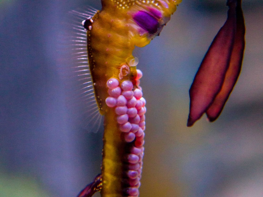 A male Weedy Sea Dragon holding eggs