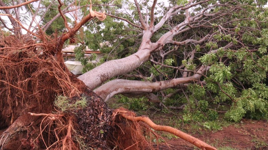 A tree uprooted by Cyclone Nathan