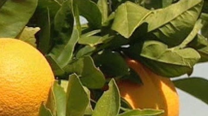 Citrus demand strong this season