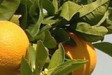 Positive citrus export news