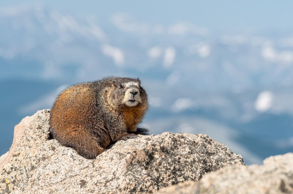 Effects of early life adversity in marmots and humans
