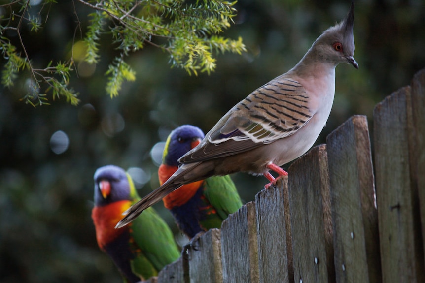 Crested pigeon and rainbow lorikeets on a fence