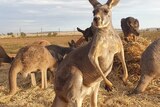 kangaroos and hay