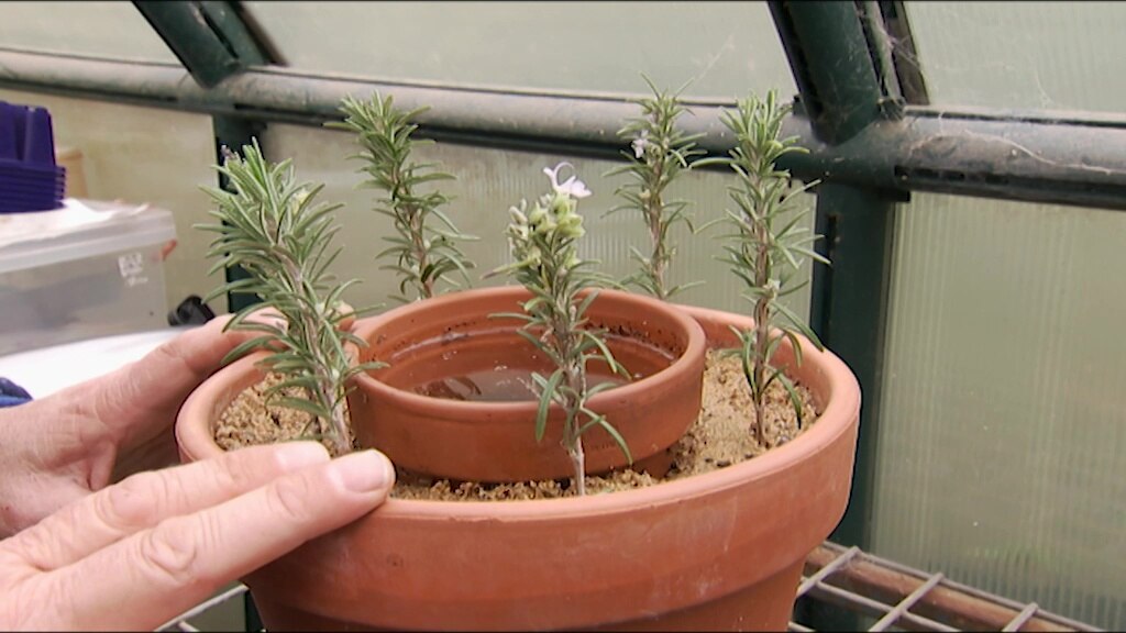 Gardening Australia recap: The compost, fertiliser and Tino's magic dirt edition - ABC Everyday