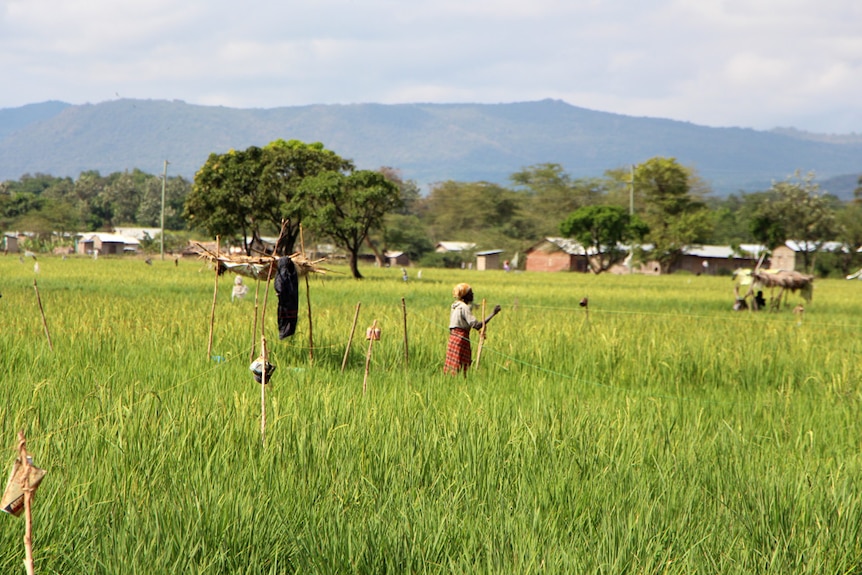 A lady standing in rice fields pulling a string