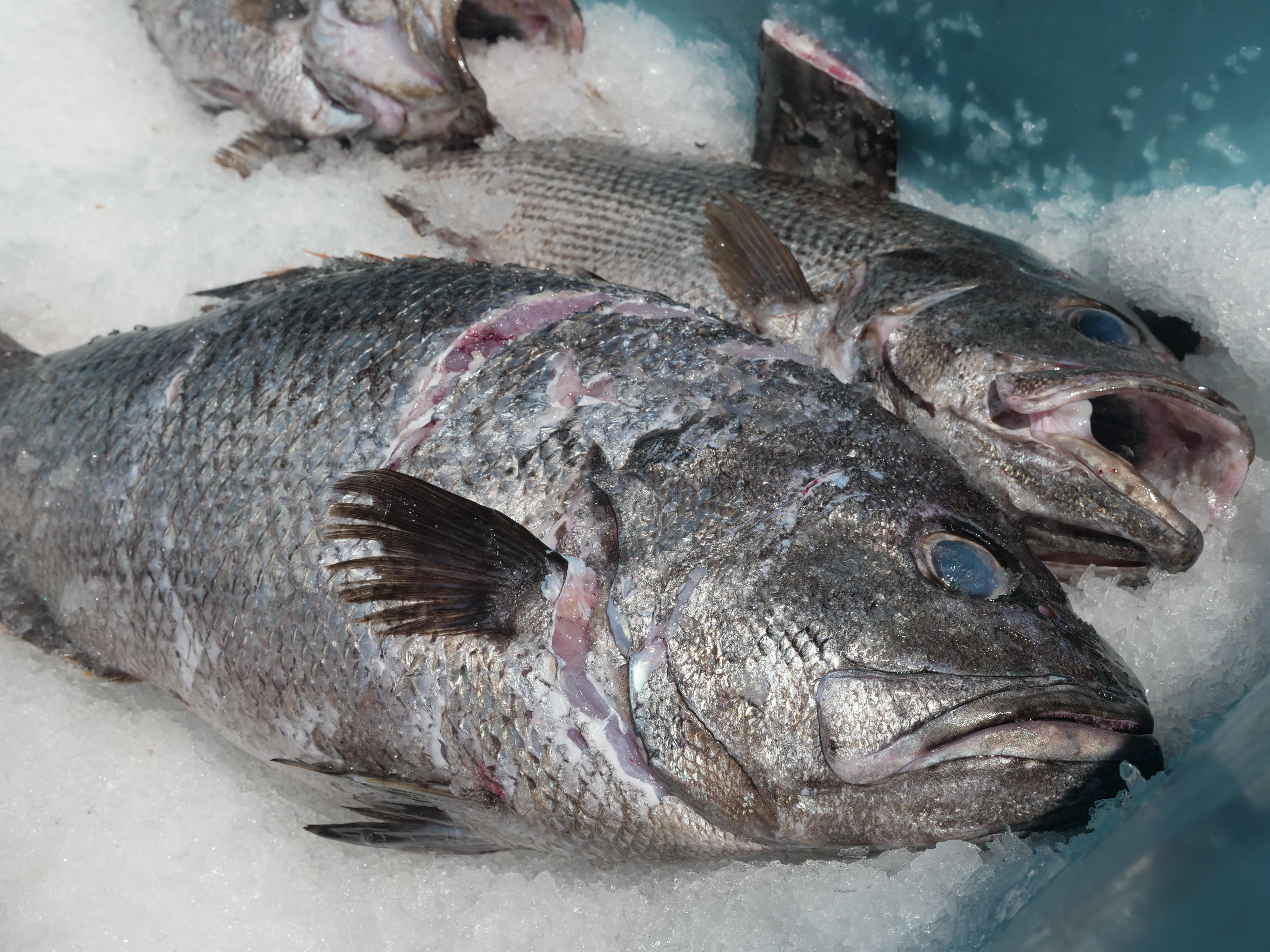 Dois grandes peixes demersais mortos no gelo dentro de uma banheira de plástico azul. 