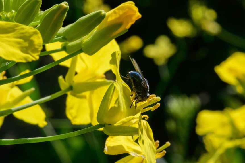 Close-up of a bee collecting nectar from a canola flower.