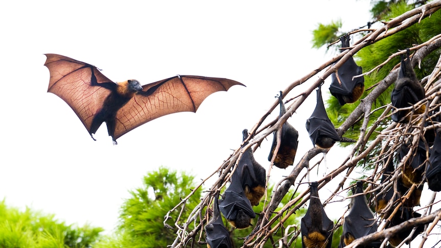A flying fox with its wings outstretched, next to a tree branch filled with flying foxes