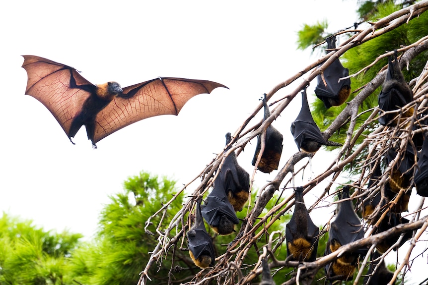 A flying fox with its wings outstretched, next to a tree branch filled with flying foxes