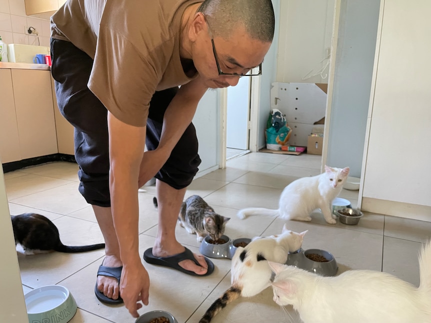 A man puts a bowl of cat food down as five cats eat.